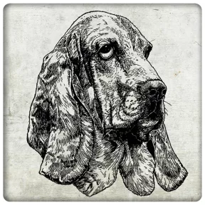 Kutya - Basset hound
