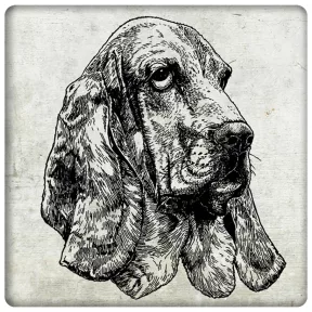 Kutya - Basset hound