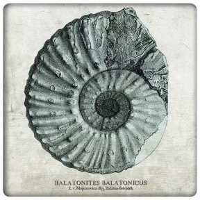 Balatonites nagy