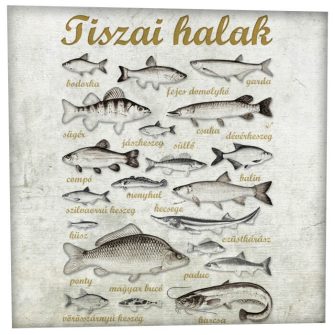 Tiszai halak